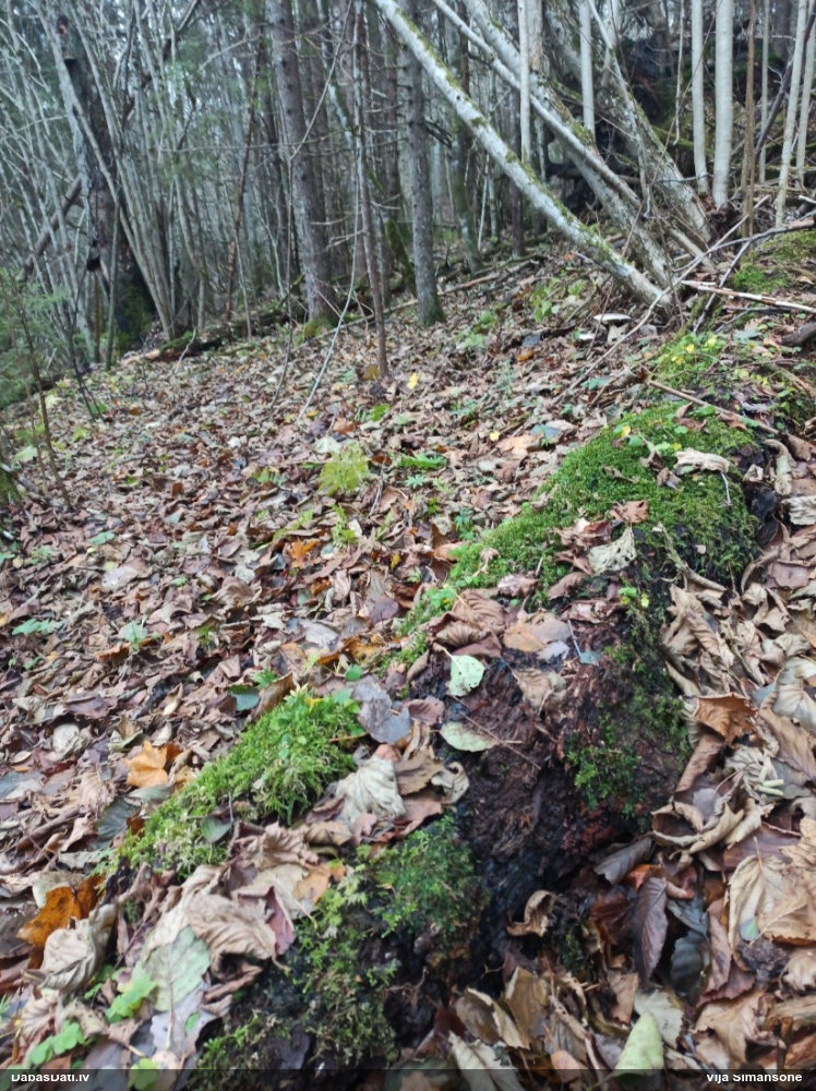 Maldinošā kājpilīte (bij. maldinošā trihija)