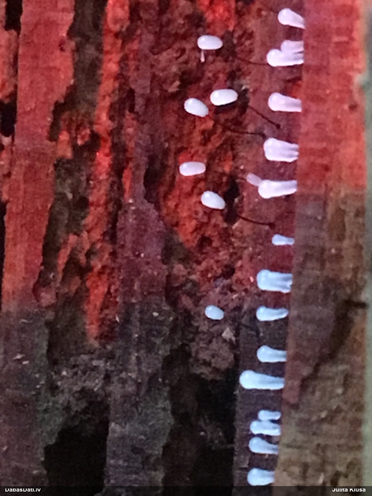 Komatrihija (nenoteikta)
