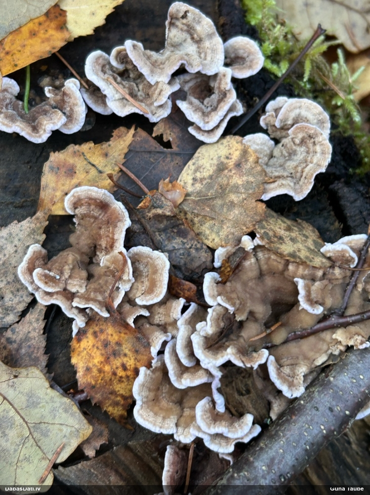 Purpura sīkpiepe