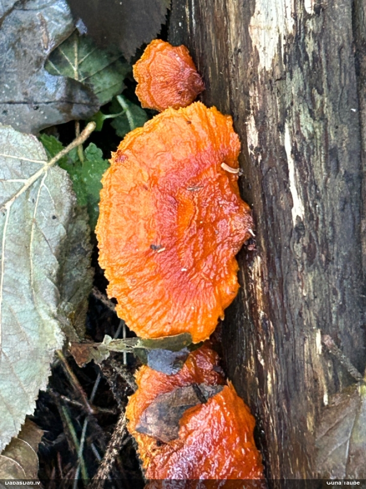 Liesmainā egļpiepe