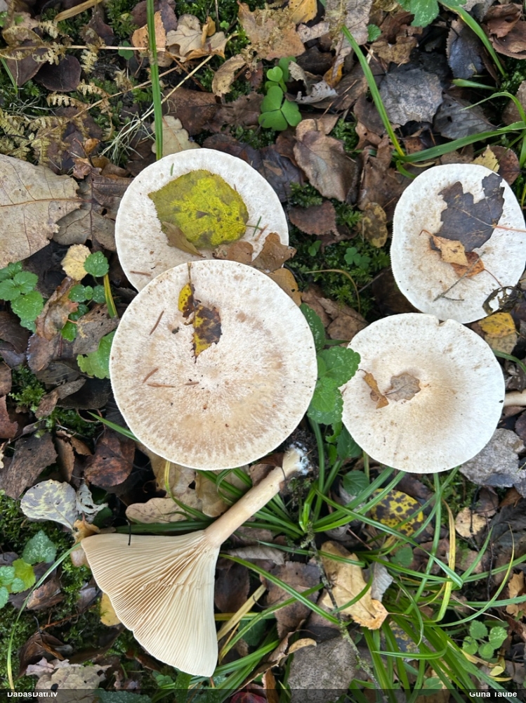 Dzeltenpelēkā piltuvene