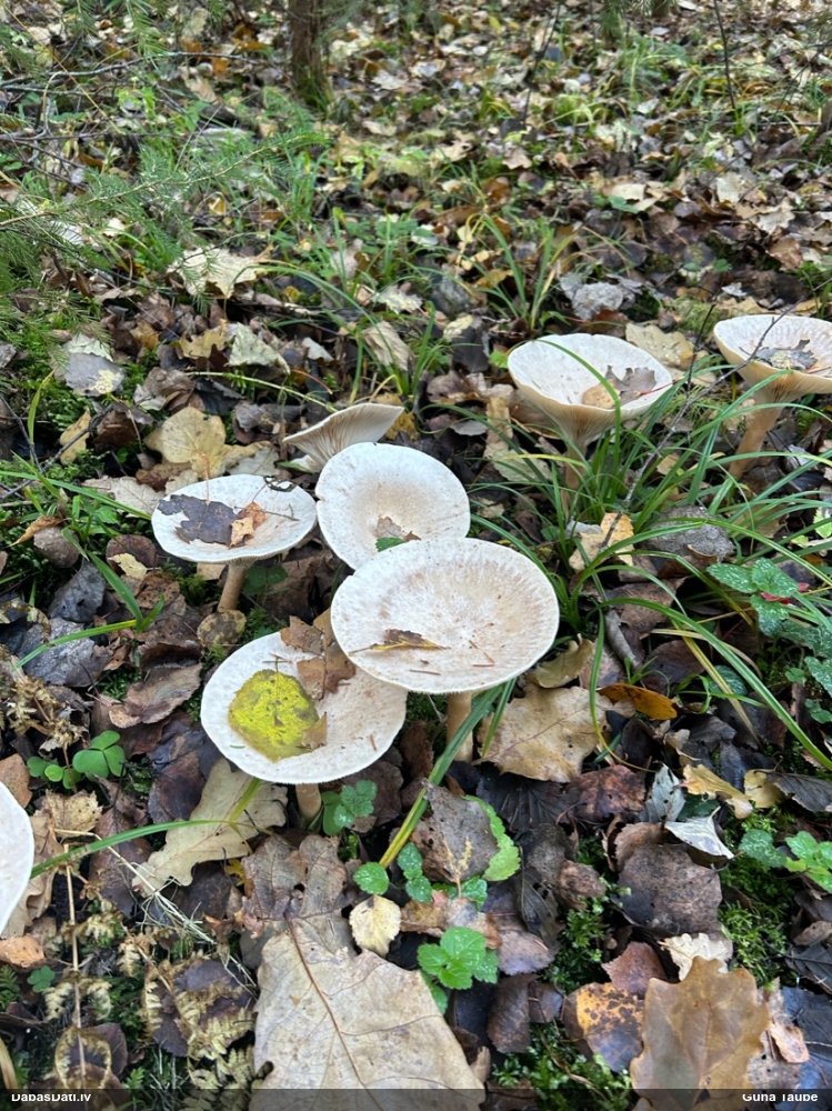 Dzeltenpelēkā piltuvene