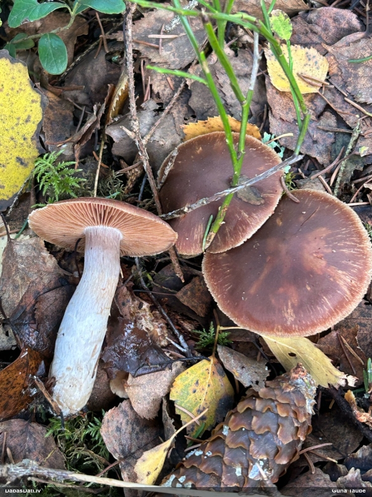 Tīmeklene Cortinarius sp.