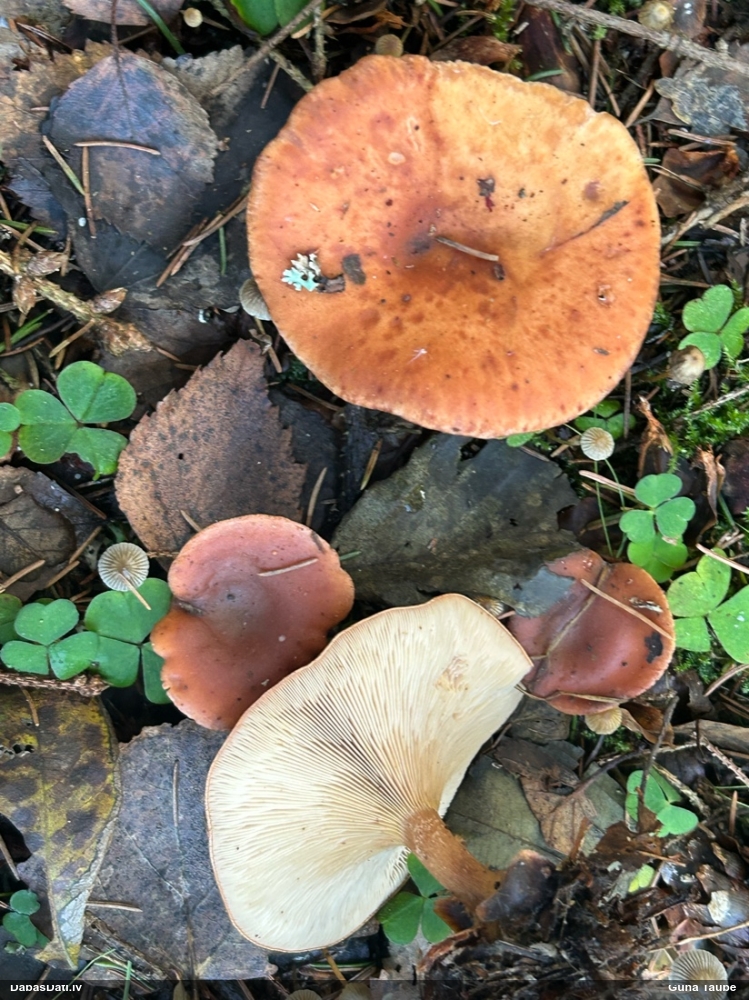 Dzeltenbrūnā aplocene