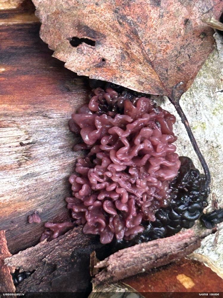 Krokainā purpurlāsene