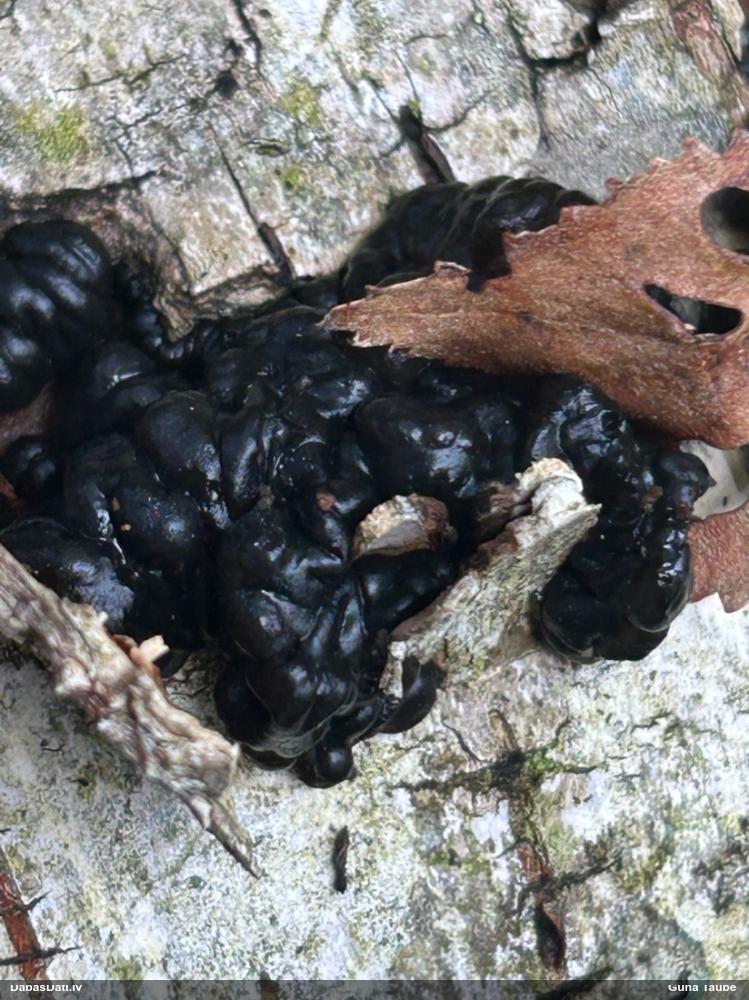 Black Jelly Roll