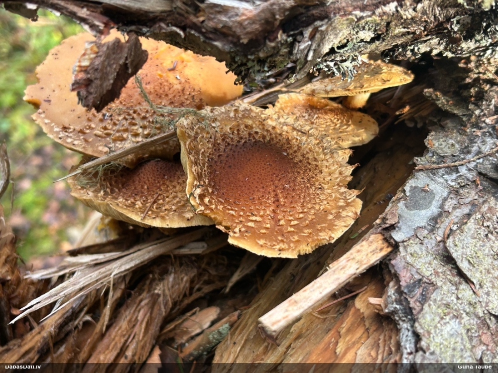 Zvīnene Pholiota sp.