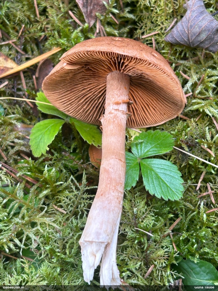 Tīmeklene Cortinarius sp.