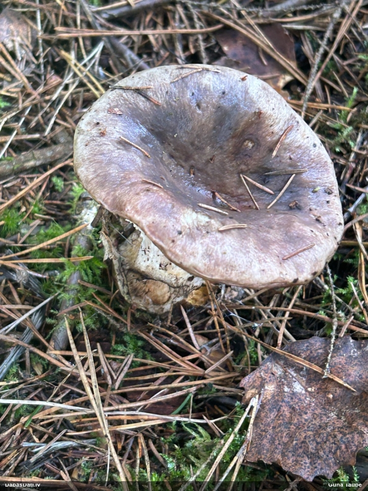Eglaines zeltkāte