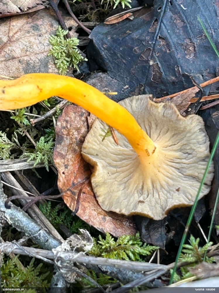 Zeltkāta gailene