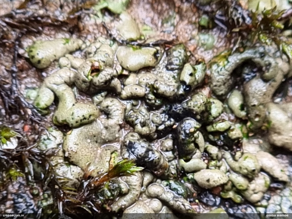 Brūnganais dermatokarpons