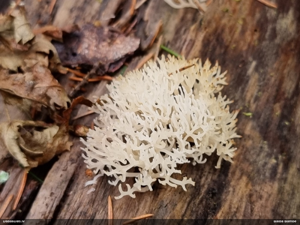 Lentārija (nenoteikta)