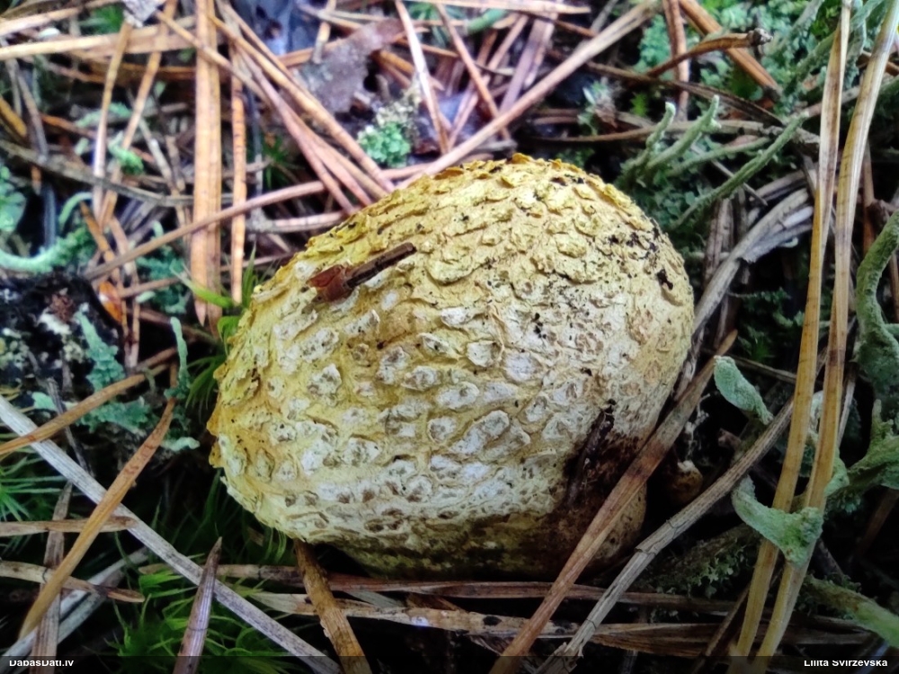 Parastais cietpūpēdis