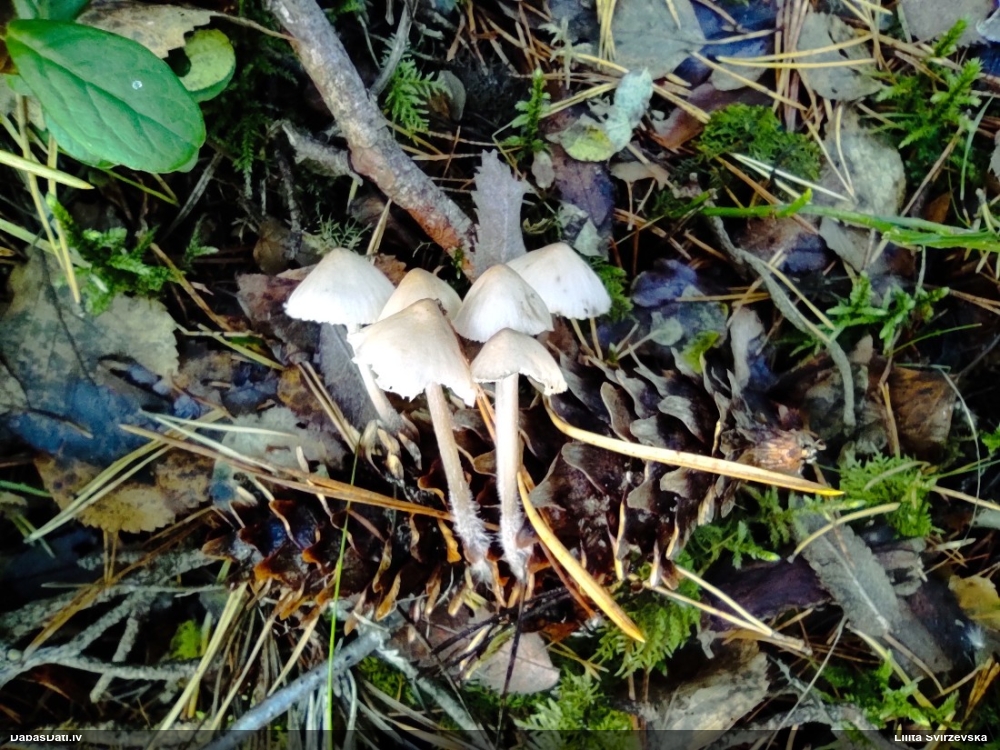Peļastes čiekurene