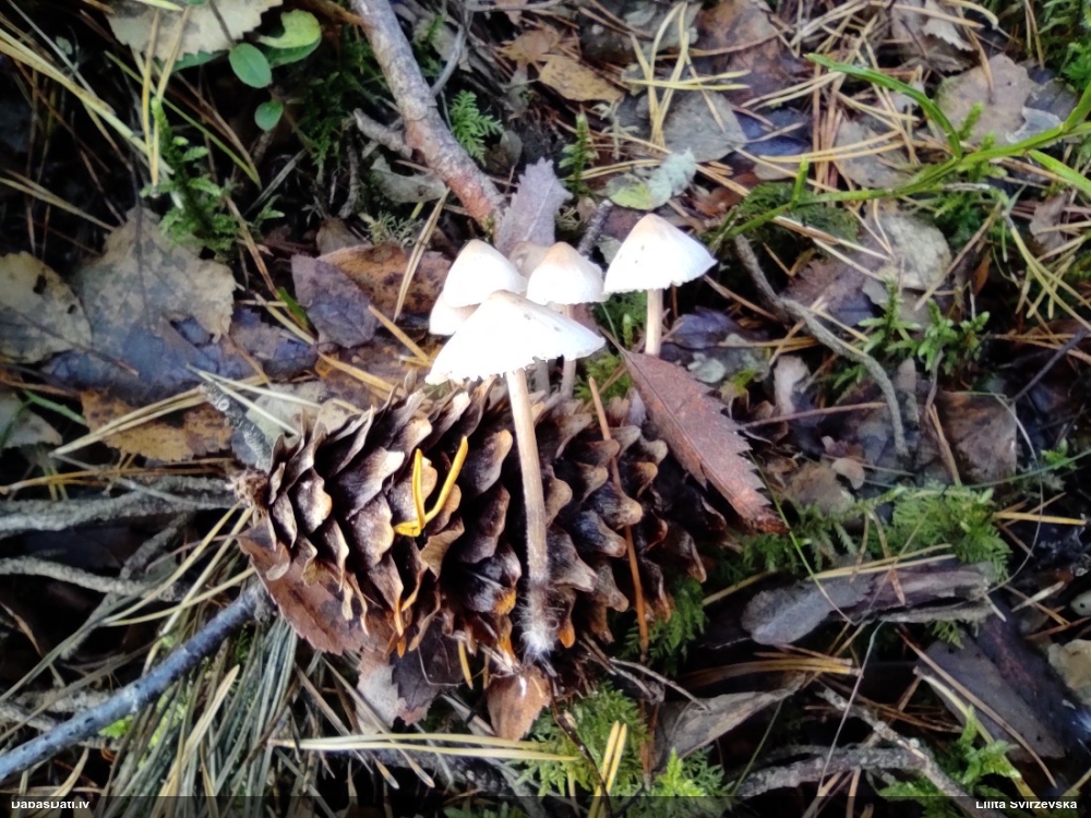 Peļastes čiekurene