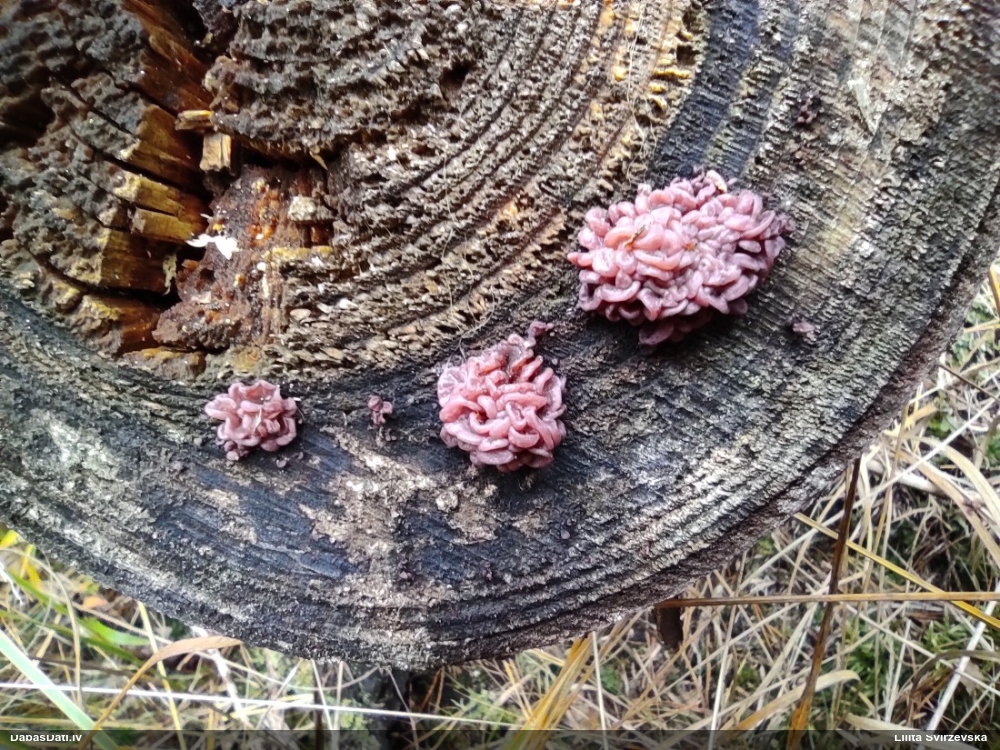 Krokainā purpurlāsene