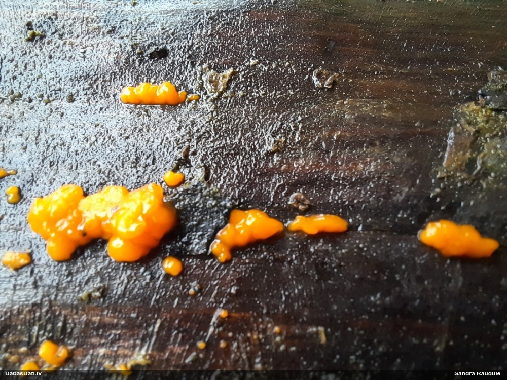 распадающийся дакримицес