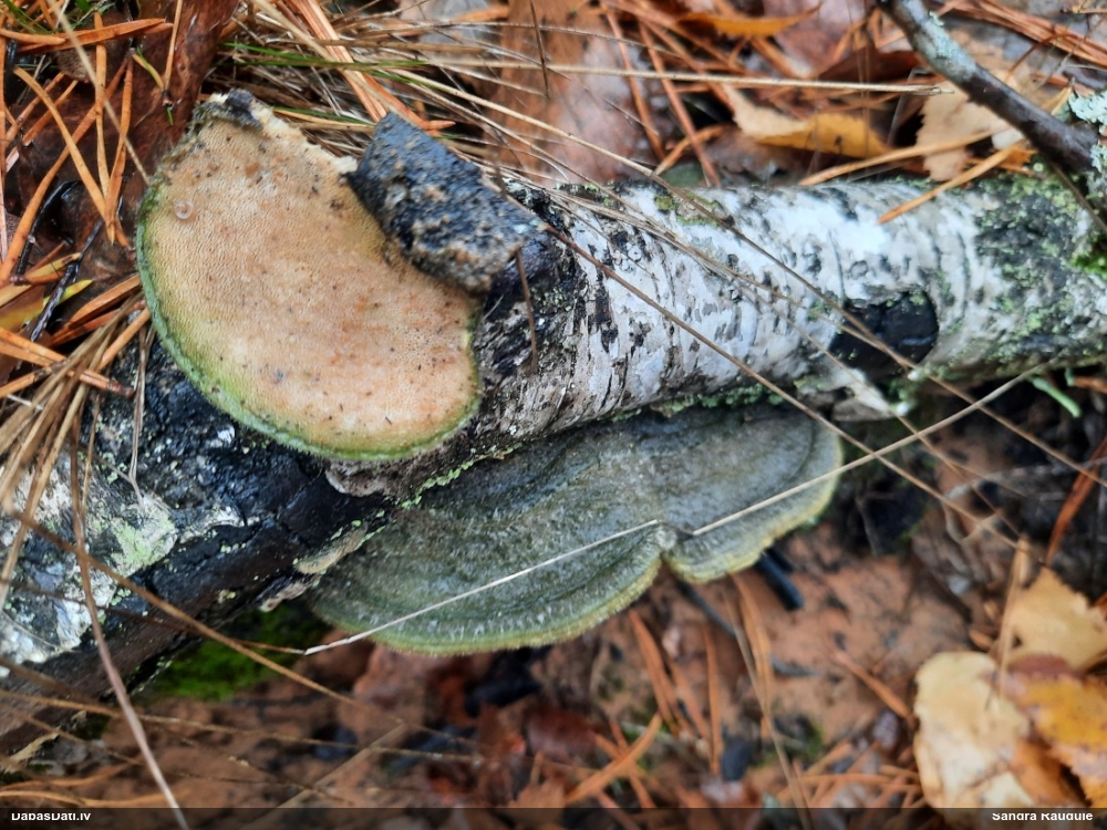 Sarainā tauriņpiepe