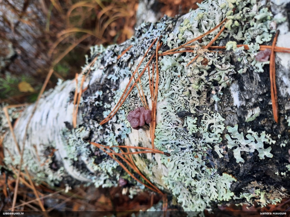 Krokainā purpurlāsene