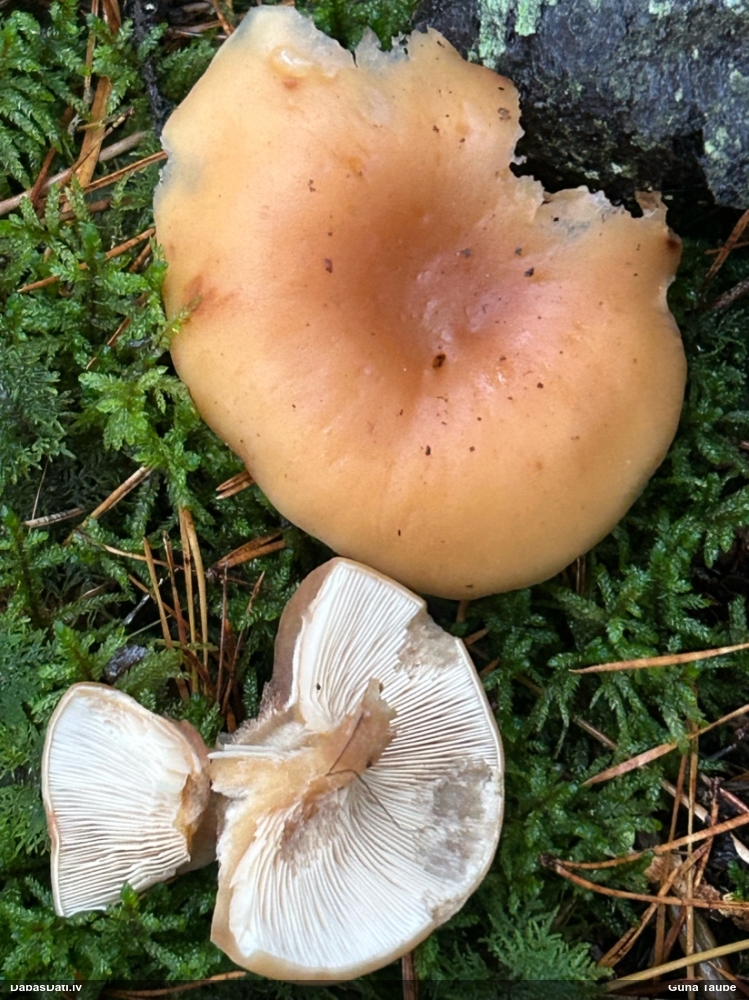 Dzeltenbrūnā aplocene