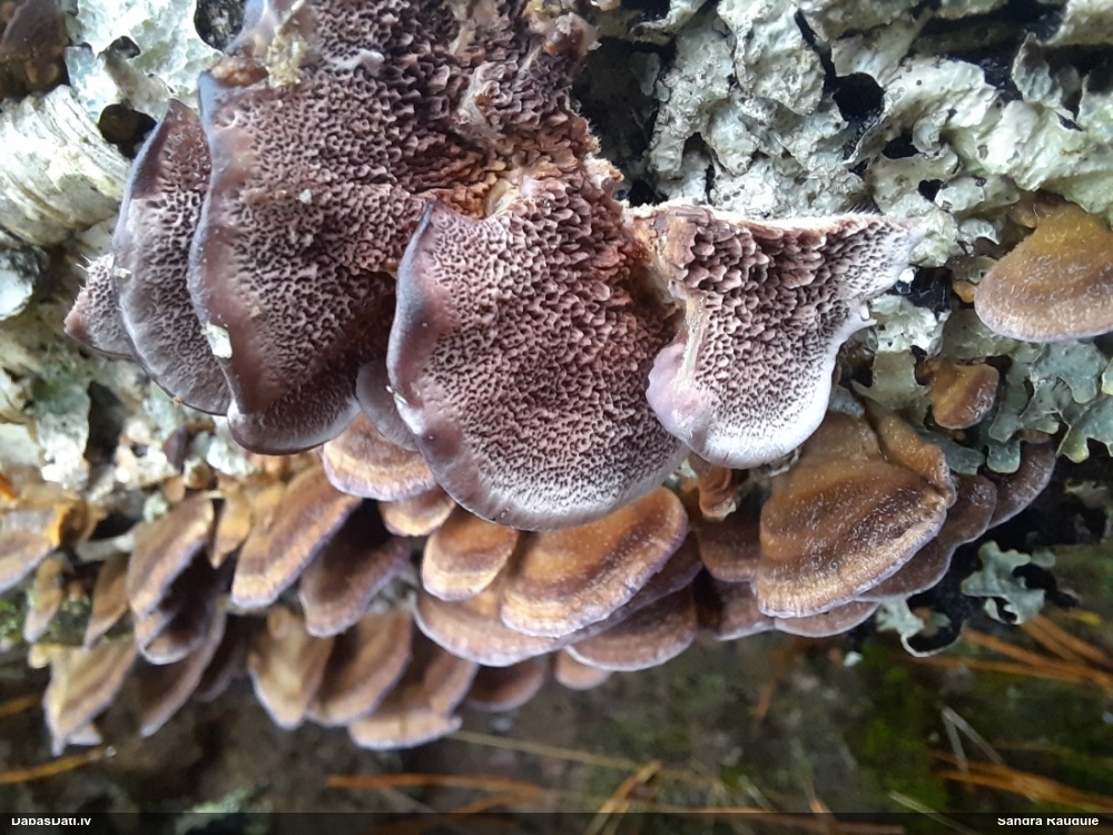 Vēdekļa violetpiepe