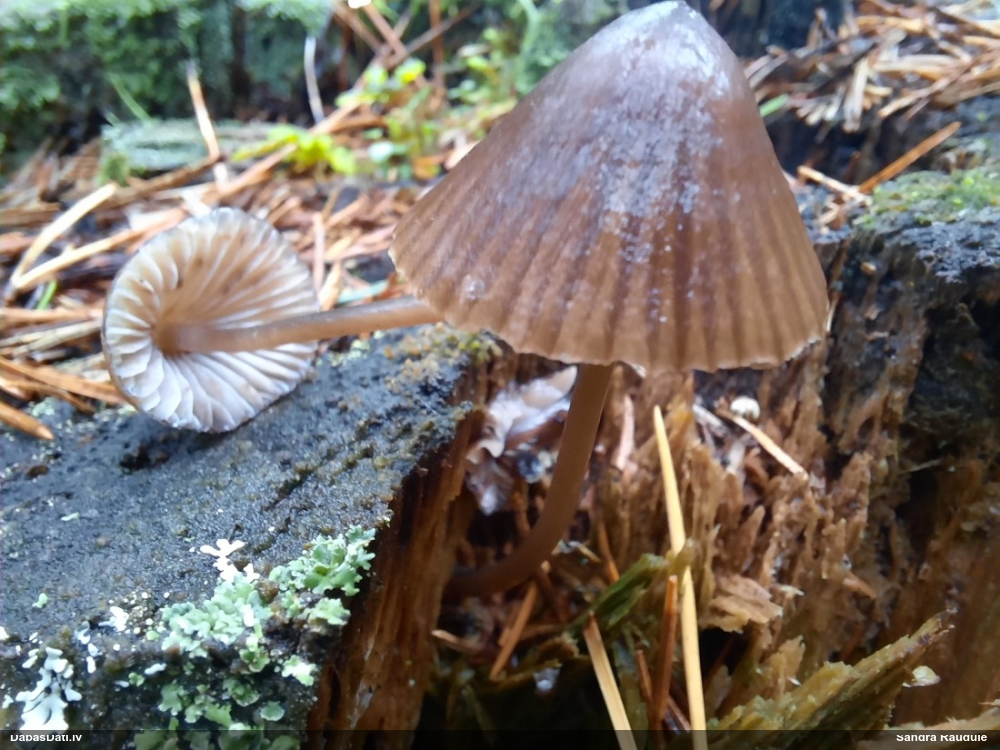 Sēntiņa (nenoteikta)