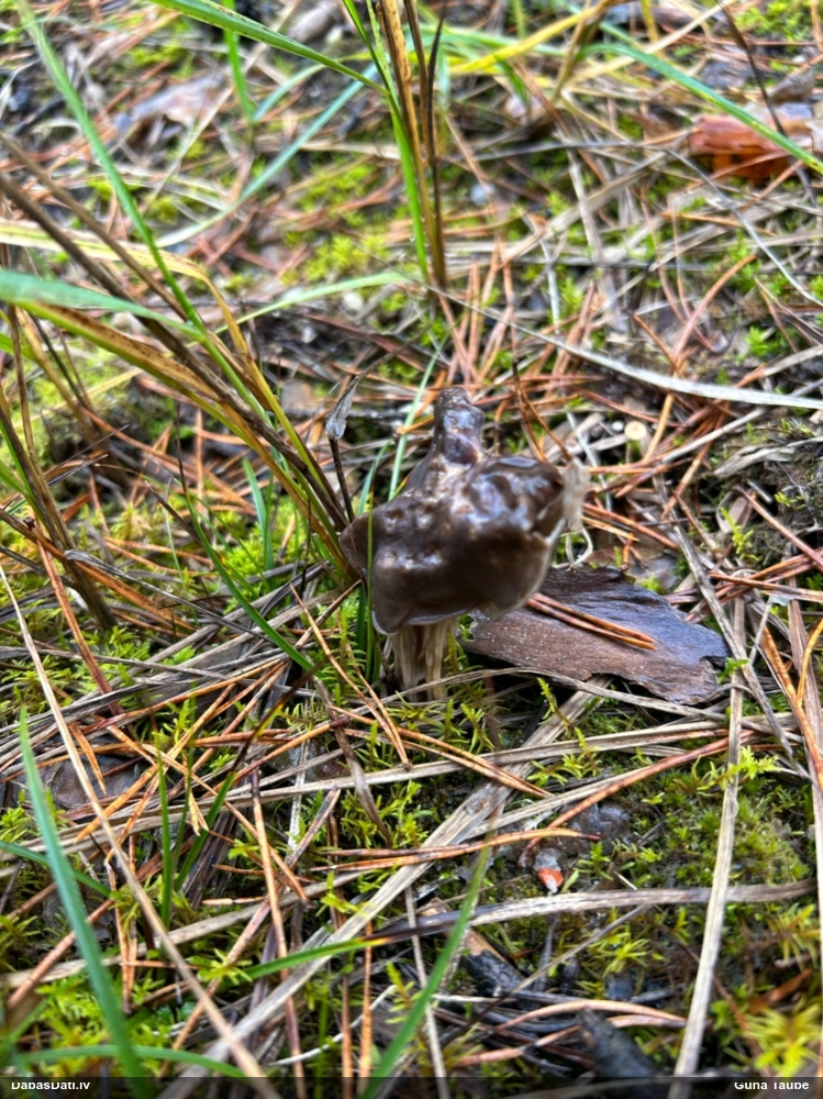 Dobais rumpucis