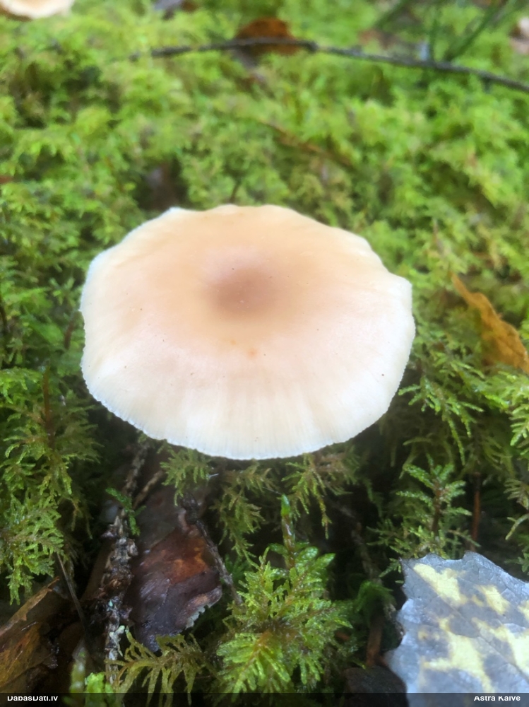 Vērdiņsēne (nenoteikta)