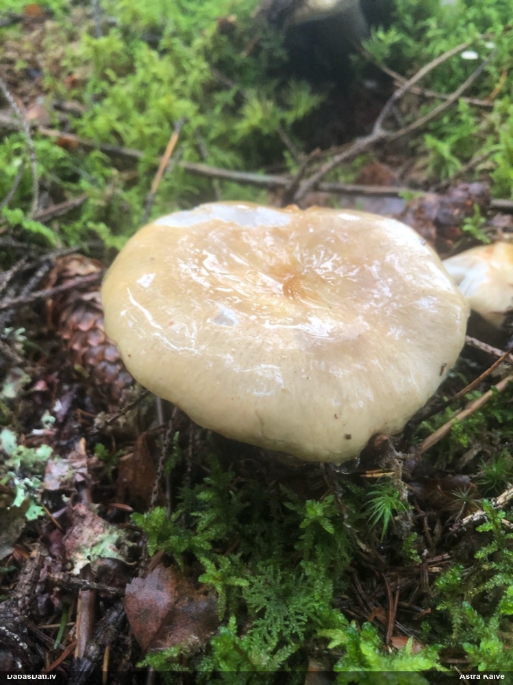 Lapiņsēne (nenoteikta)