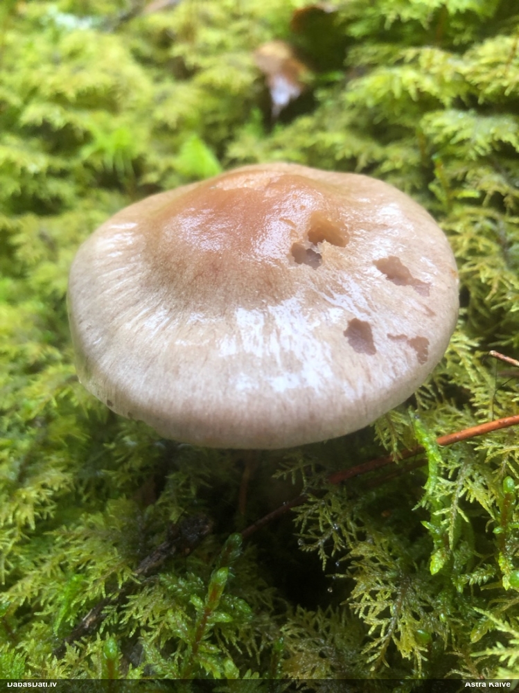 Tīmeklene Cortinarius sp.