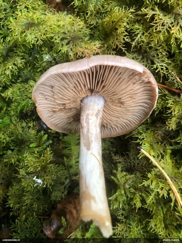 Tīmeklene Cortinarius sp.