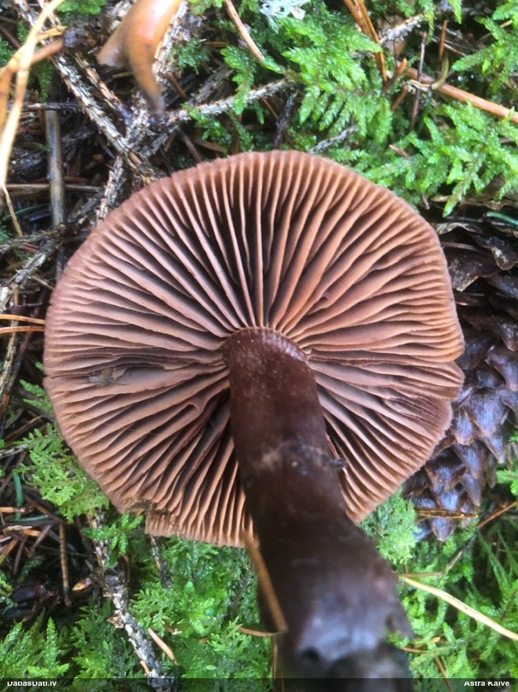 Tīmeklene Cortinarius sp.
