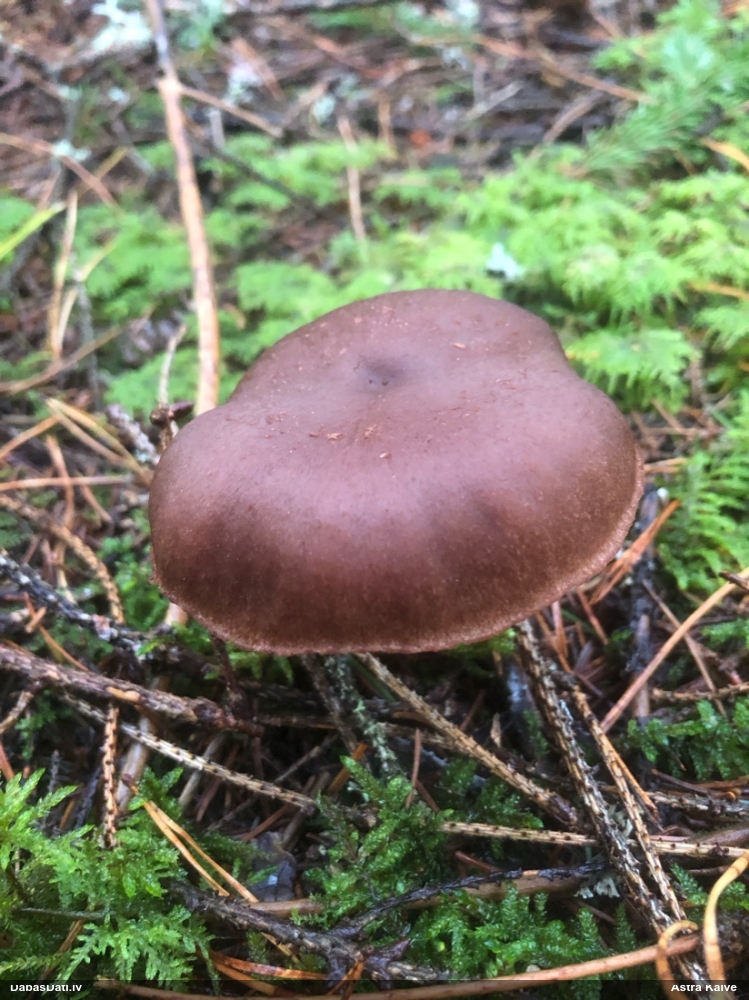 Tīmeklene Cortinarius sp.