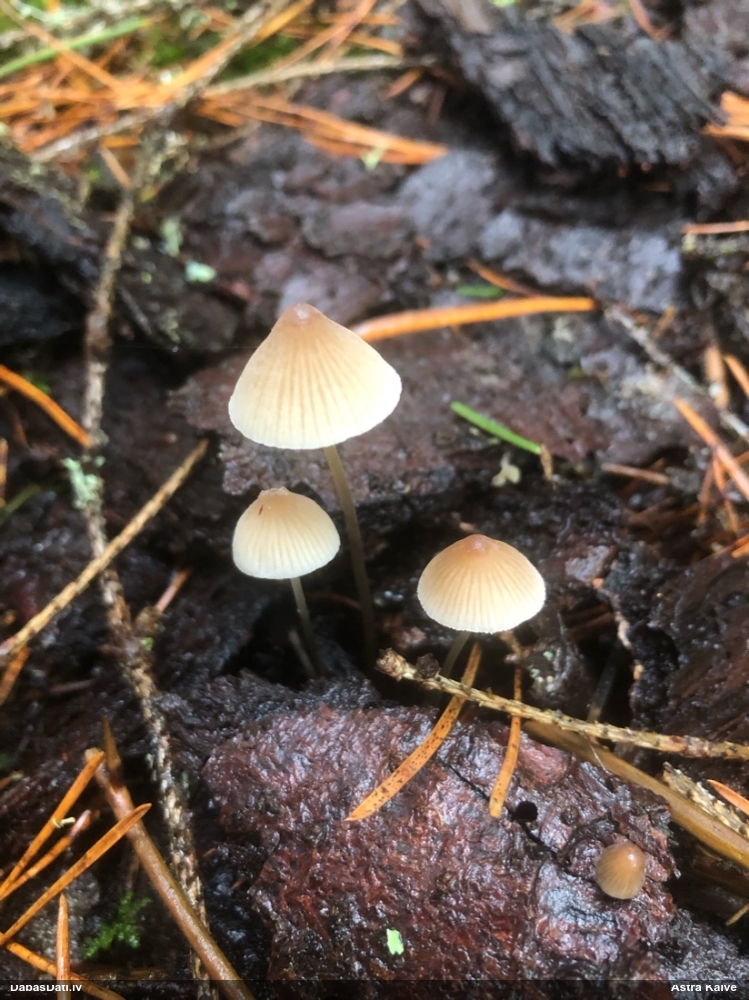 Sēntiņa (nenoteikta)