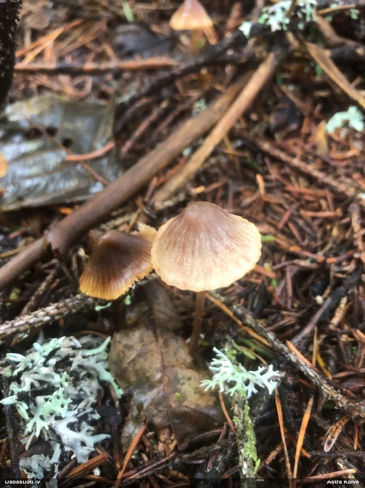 Sēntiņa (nenoteikta)