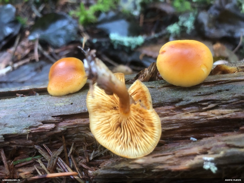 Skujkoku liesmene