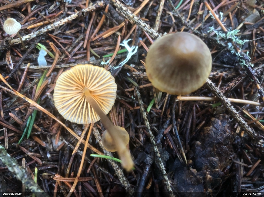 Sēntiņa (nenoteikta)