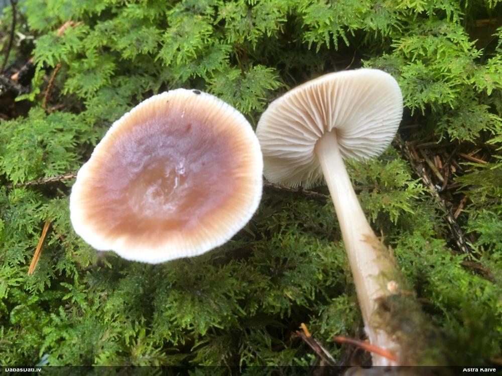 Lapiņsēne (nenoteikta)