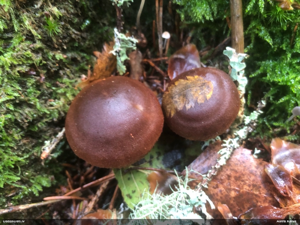 Tīmeklene Cortinarius sp.