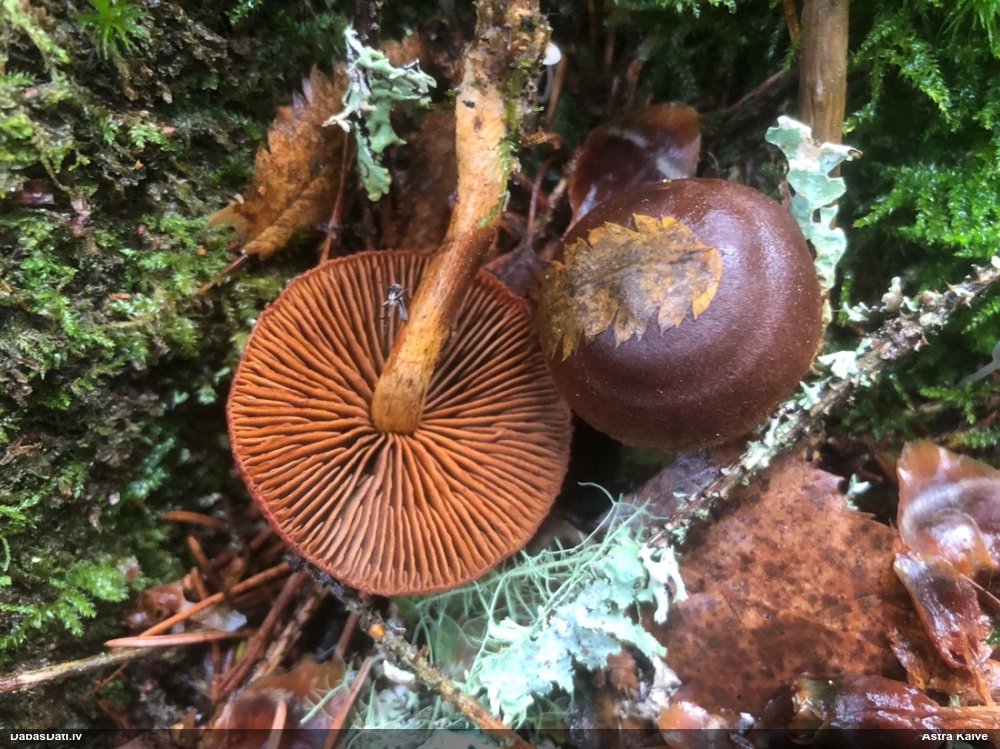 Tīmeklene Cortinarius sp.