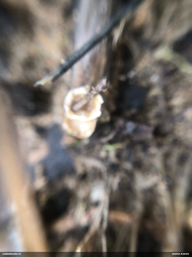 Sēne Nidularia deformis