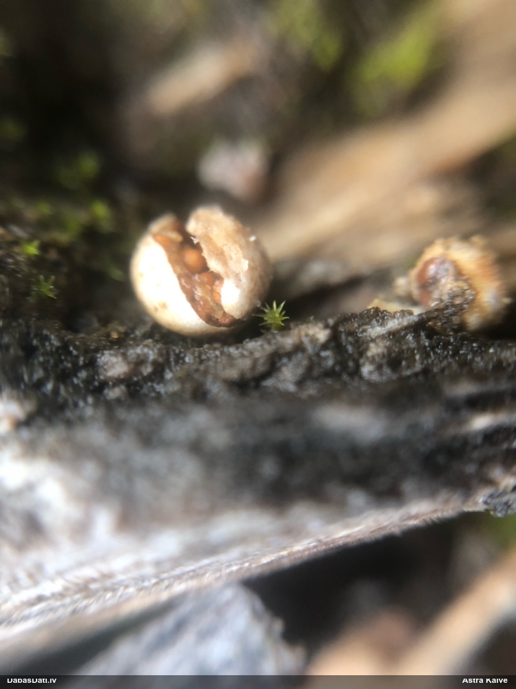 Sēne Nidularia deformis