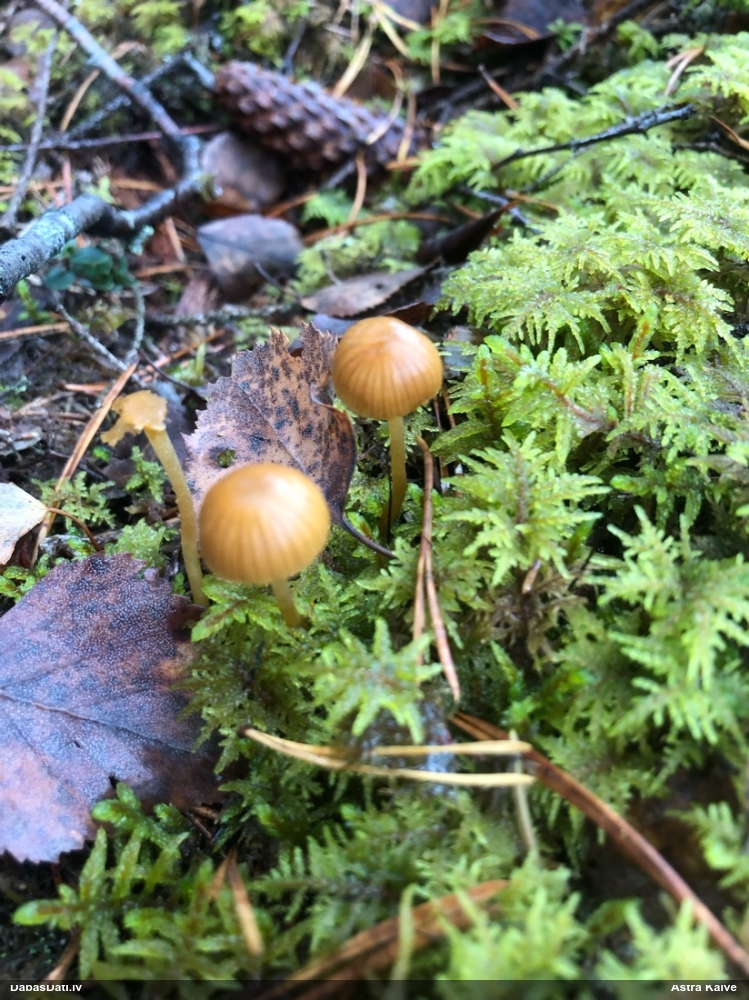 Ķiverene (nenoteikta sēne)
