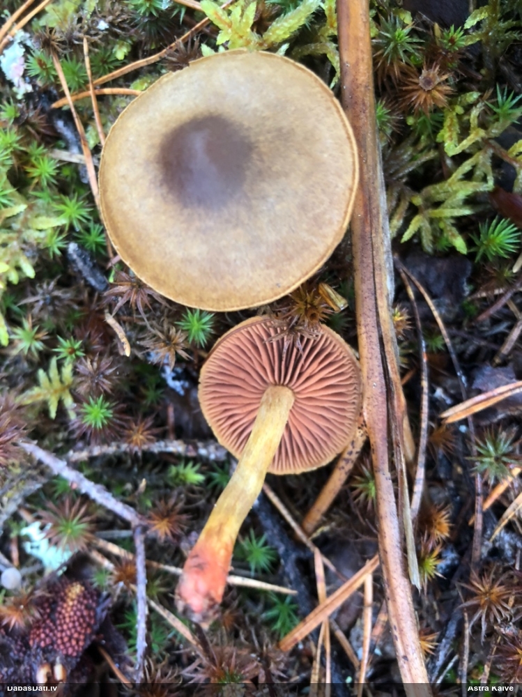 Tīmeklene Cortinarius sp.