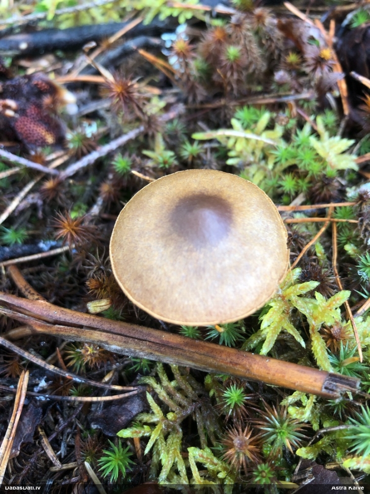 Tīmeklene Cortinarius sp.