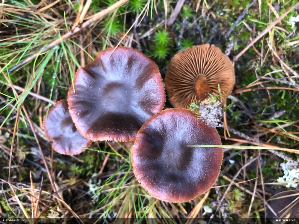 Tīmeklene Cortinarius sp.