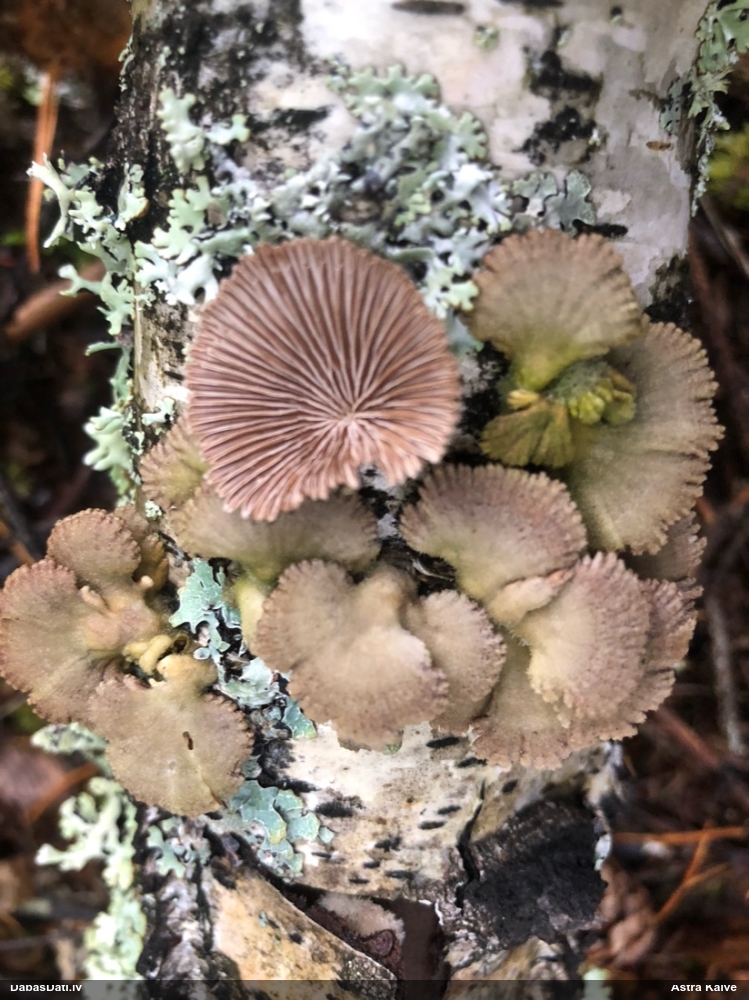 Common Split Gill