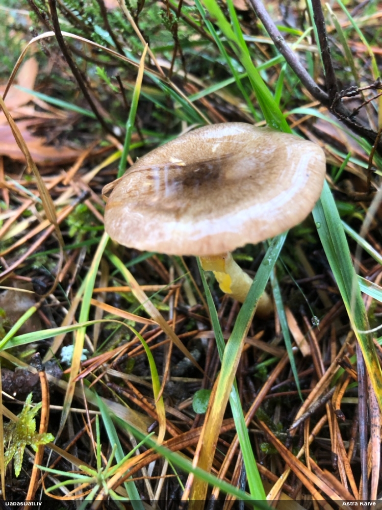 Salnas gliemezene