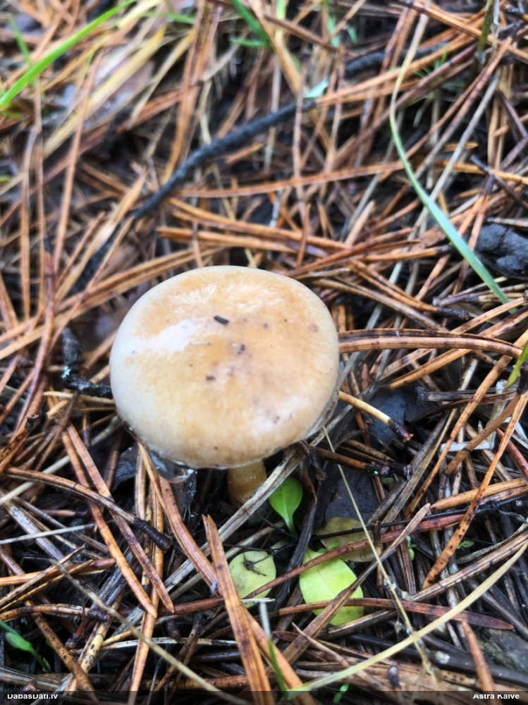 Šķiedrgalvīte (nenoteikta)