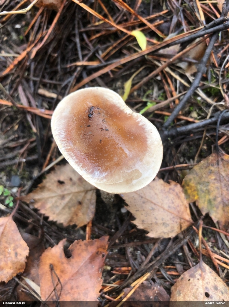 Brūnvidus bārkstmale